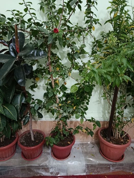 Damashniy gula srochniy sotiladi koʻp yili gular sotiladi srochniy