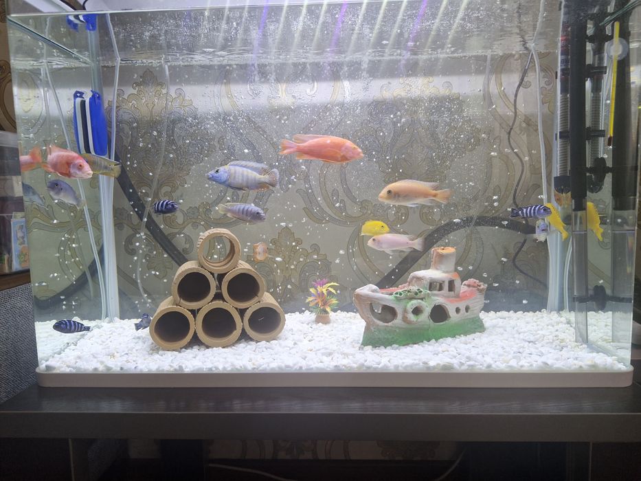 Африканские цихлиды