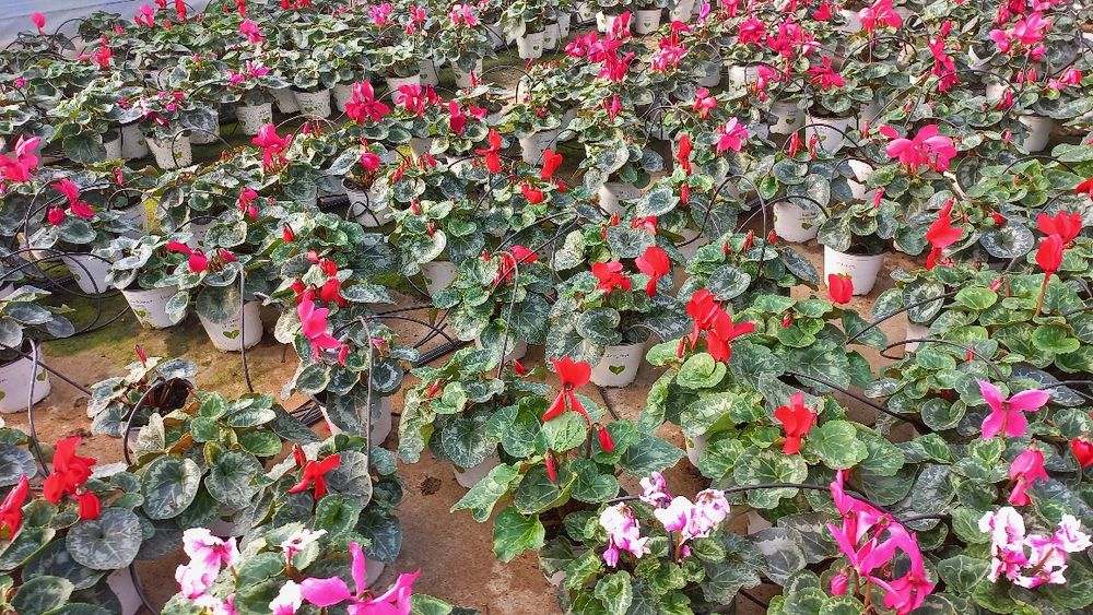 Cyclamen si zambila devenzare