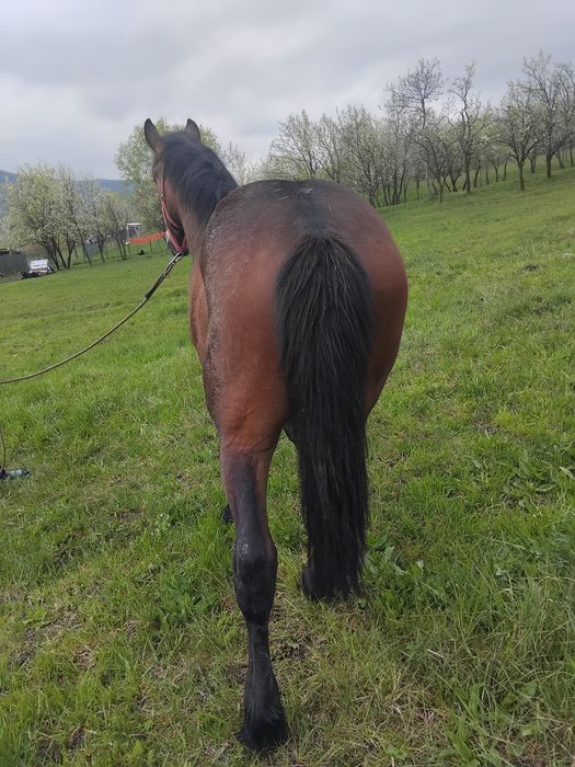 Vând manz  un an si 10 luni