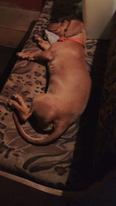 Отдам бесплатно  в хорошие руки