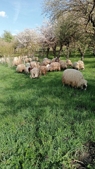 Vând oi cu miei pe alesu