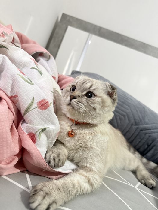 Шотландская вислоухая кошка
