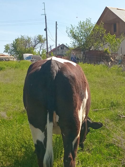 Продаётся корова