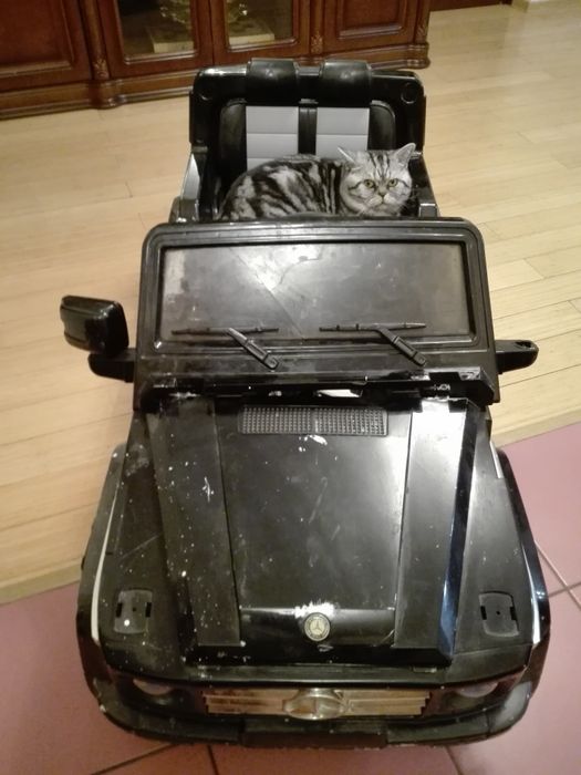 Британец чемпион