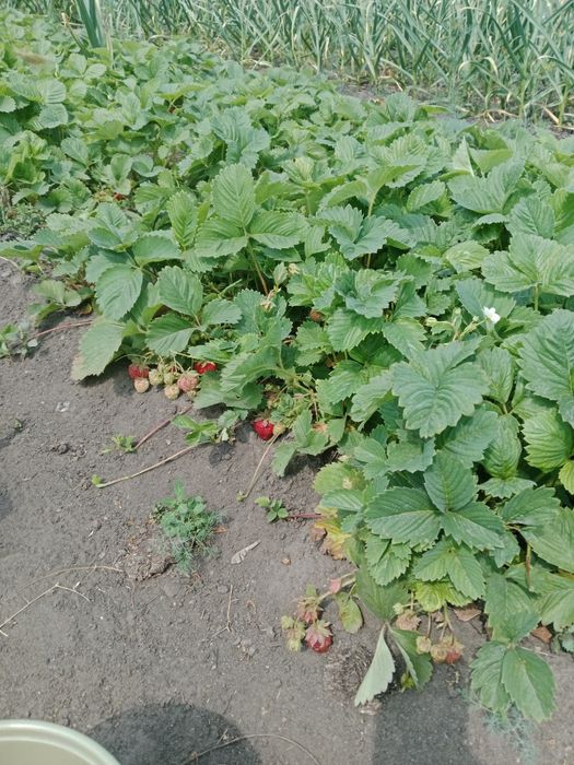 Продам дачу, с/о Эврика