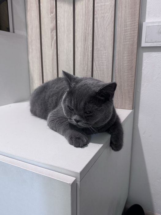 Котик британец 6 месяцев
