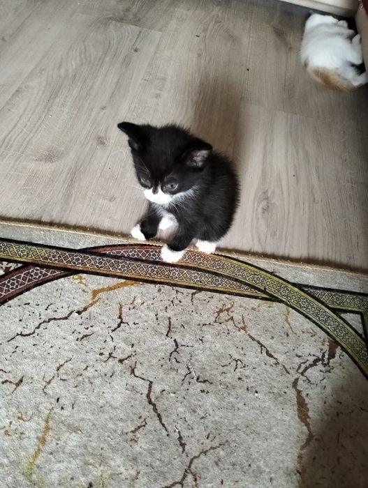 Отдам котят в добрые руки