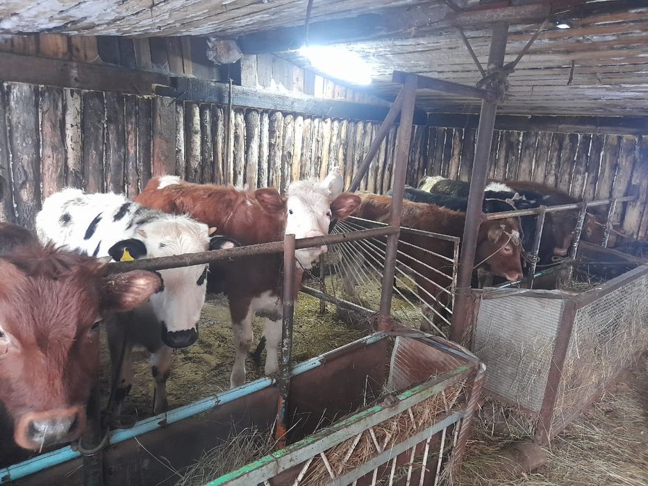 Продам телок с откорма