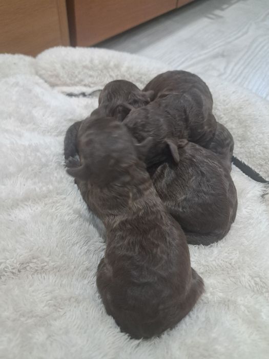 Той пудел шоколад