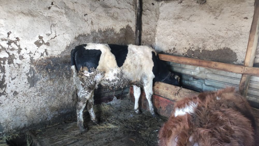 Бұқа сатылады жемделген