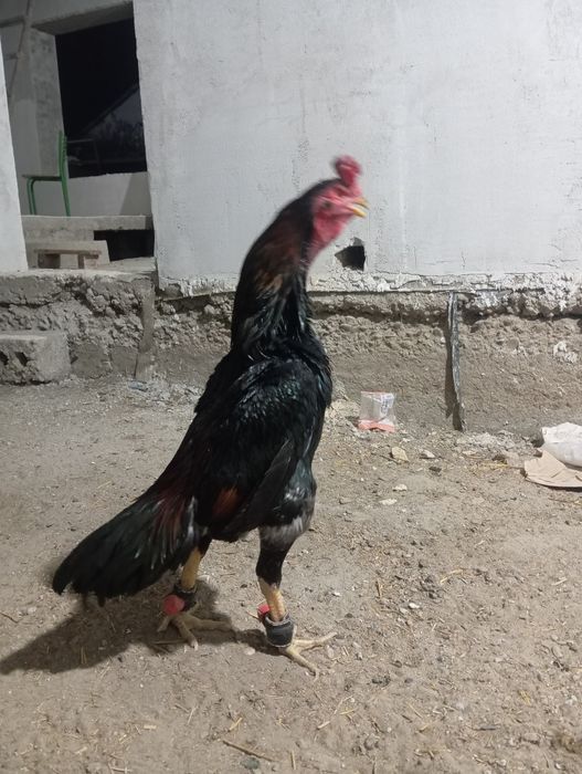 Яхши зот киламан деган ишкивозига сотилади.Тулак,