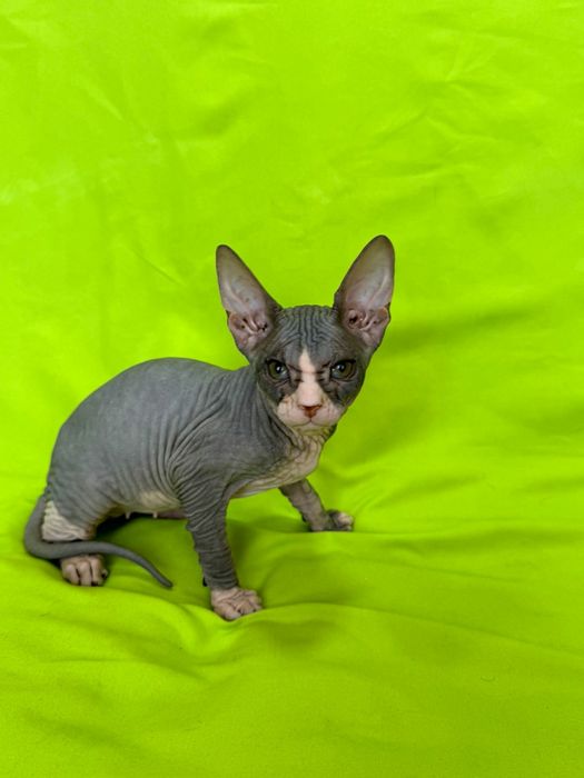 Красивая кошечка