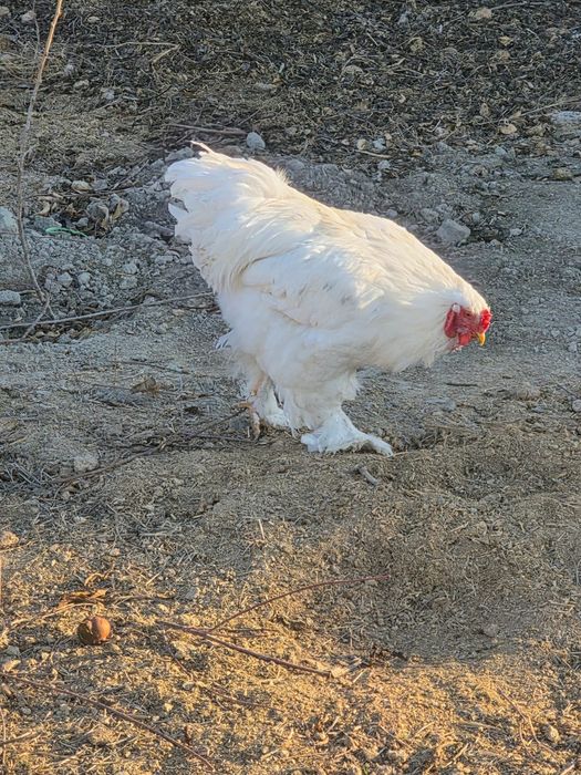 Брама белый гигант хурозла сотилади