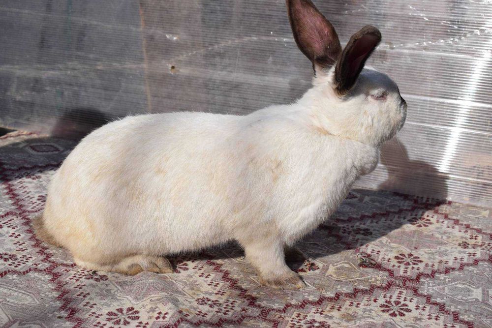 Продавам мъжки и женски зайци за разплод