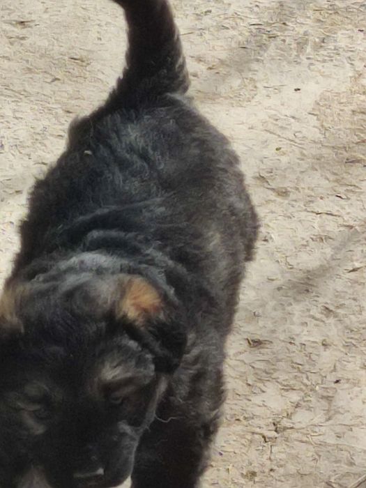 Щенки злые месяц от роду