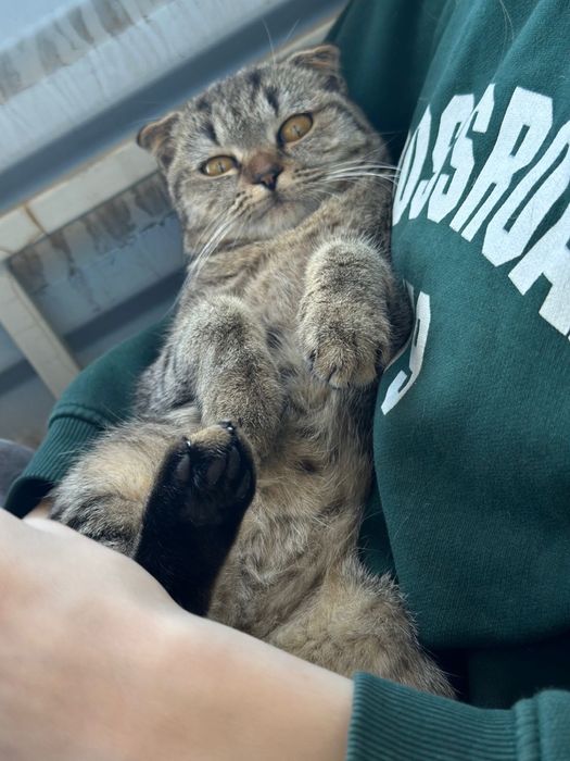 Шотландская вислоухая