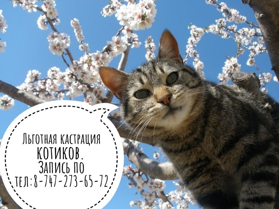 Котики и кошечки