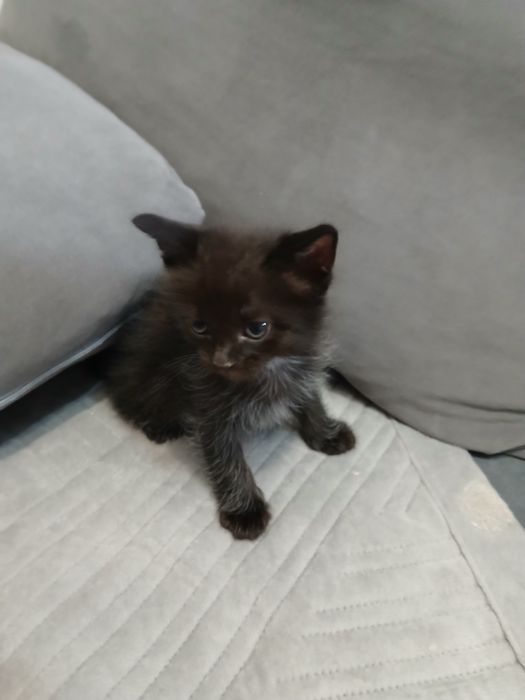 Отдам котёнка в добрые руки