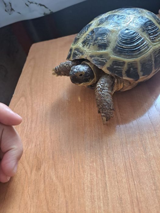 Черепаха сухопутная