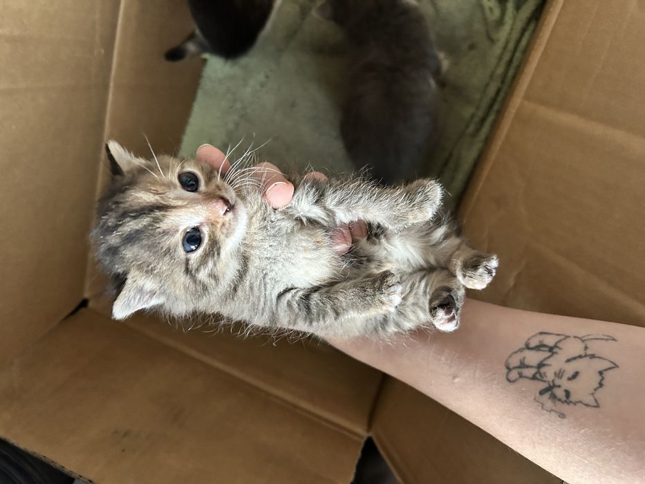 Отдам котят в добрые руки
