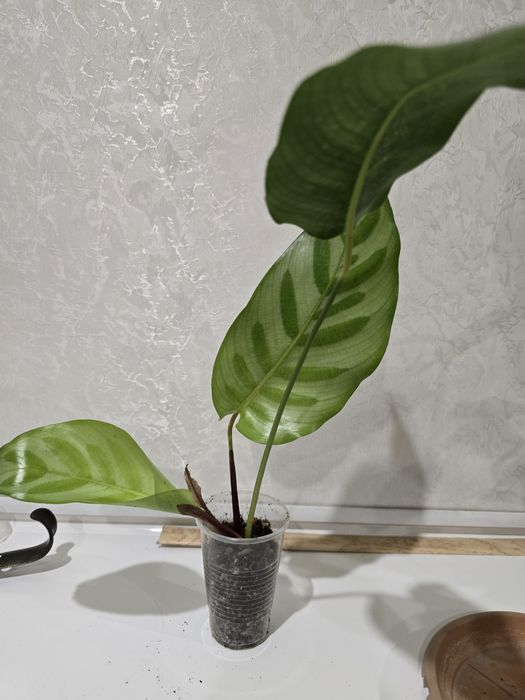 Продам комнатные цветы