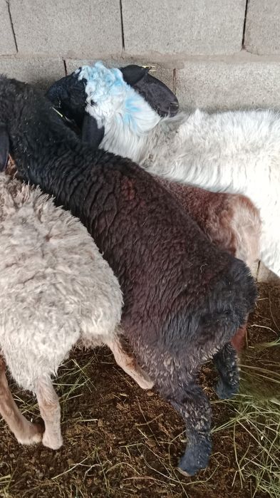 Тоқты Қой сатылады