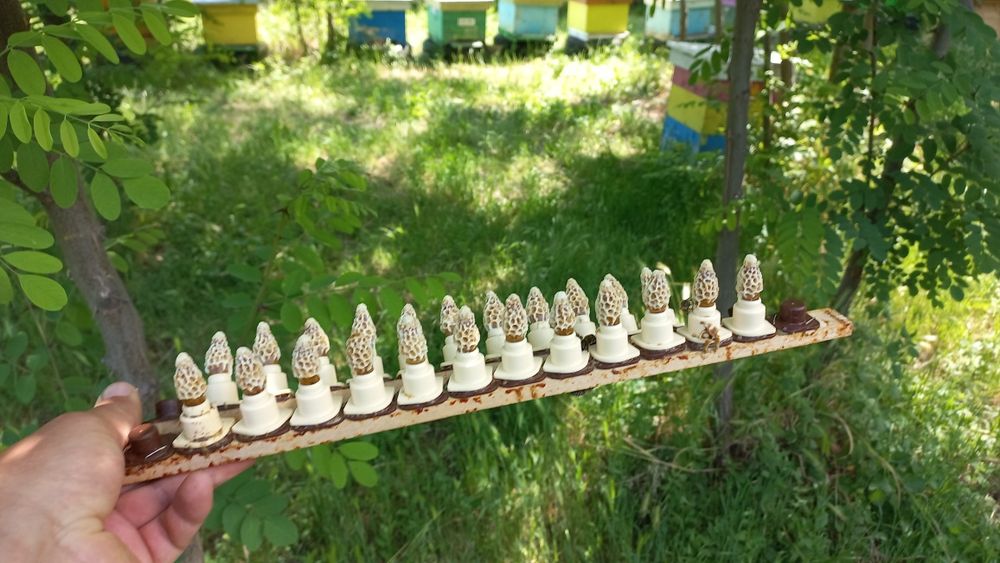 Vând Botci .matci virgine