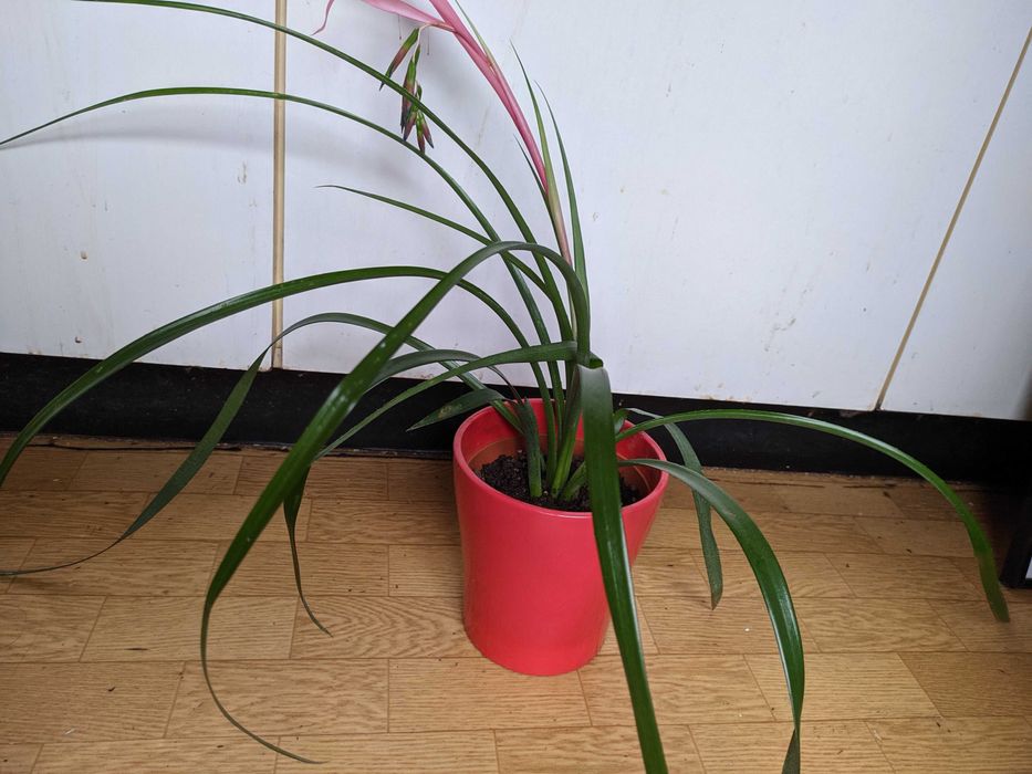 Бромелия цвете  с цвят