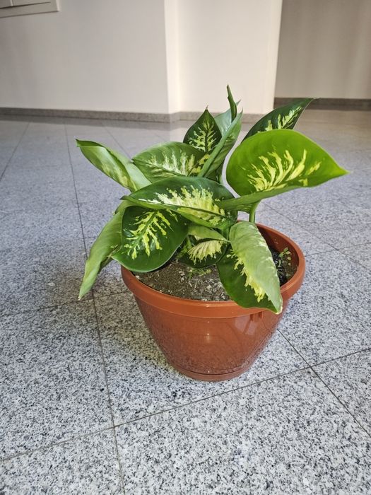 Vând plante Difenbachia