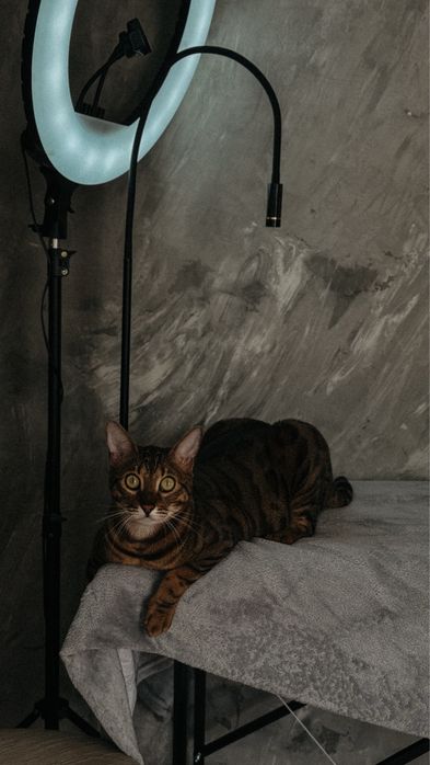 LED наращивание ресниц модель