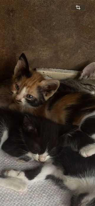 Adoptie pisici Bacau