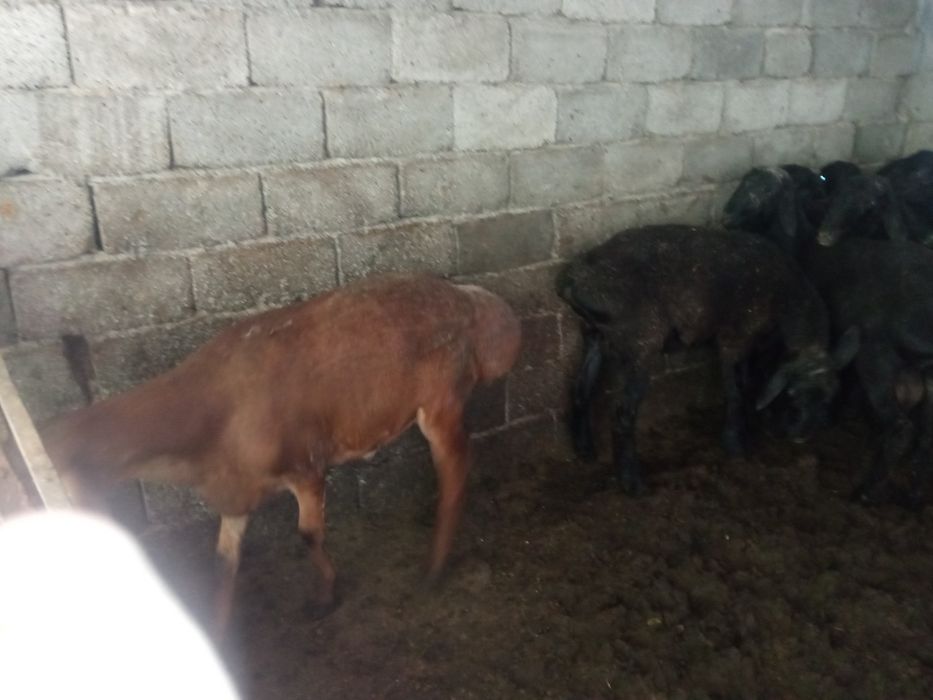 Қошқар сатылады Қурбан айтқа