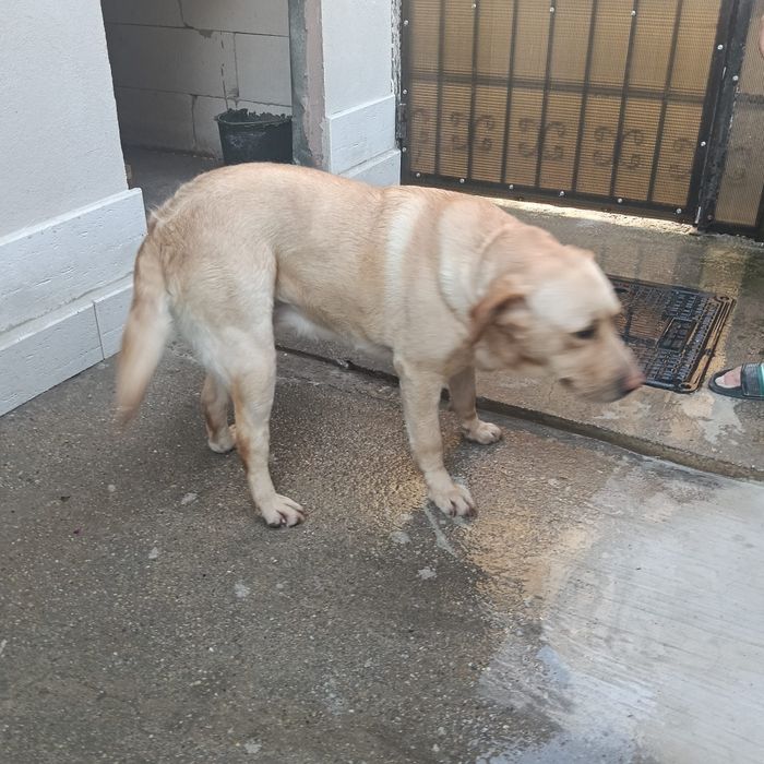 Donez  caine Labrador