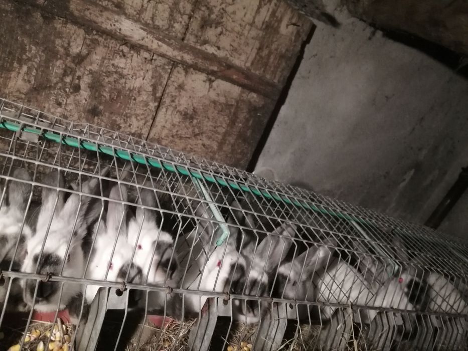 Vând iepuri rasa mare Transilvania