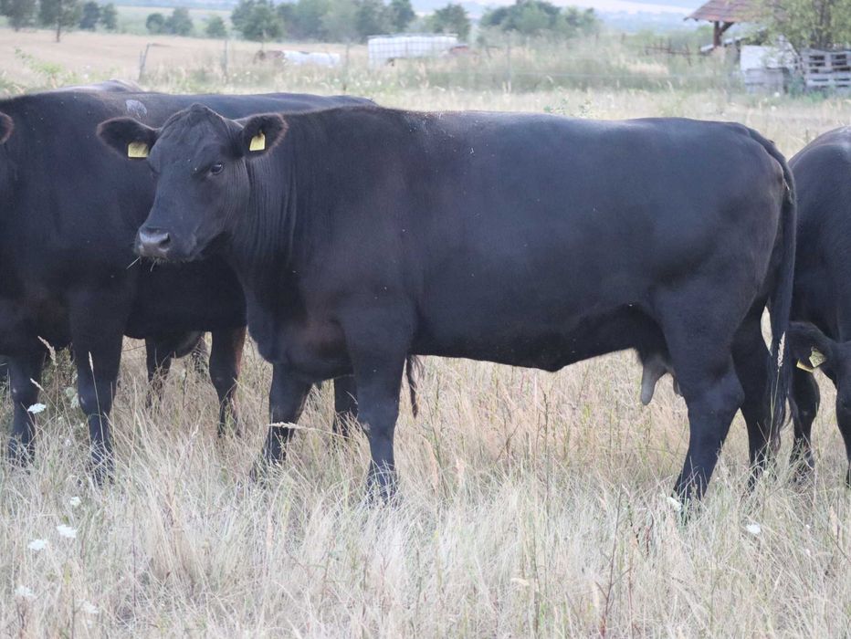 Vaci Black Angus cu pedigree