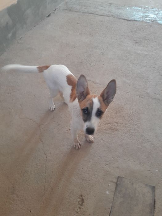 Отдам в ответственные руки