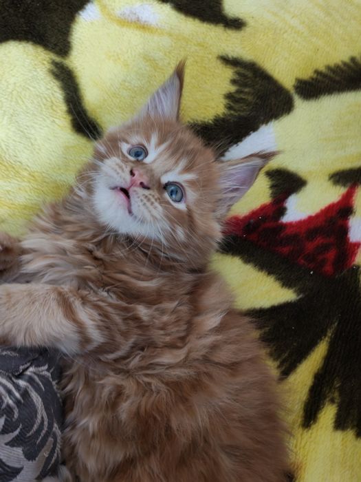 Продам Мейн кунчиков