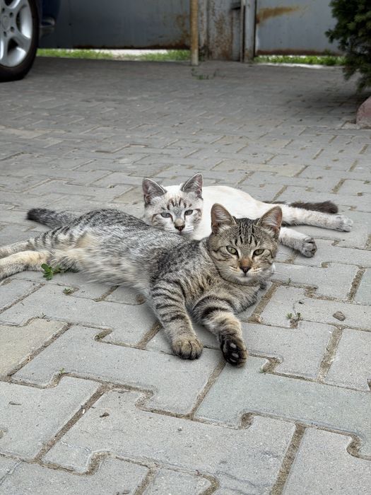 Подрощенные котята в добрые руки