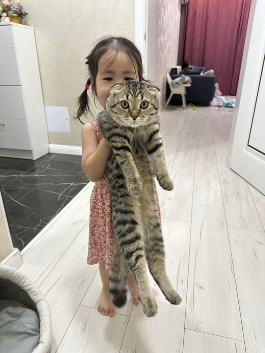 Шотладская вислоухая кошка