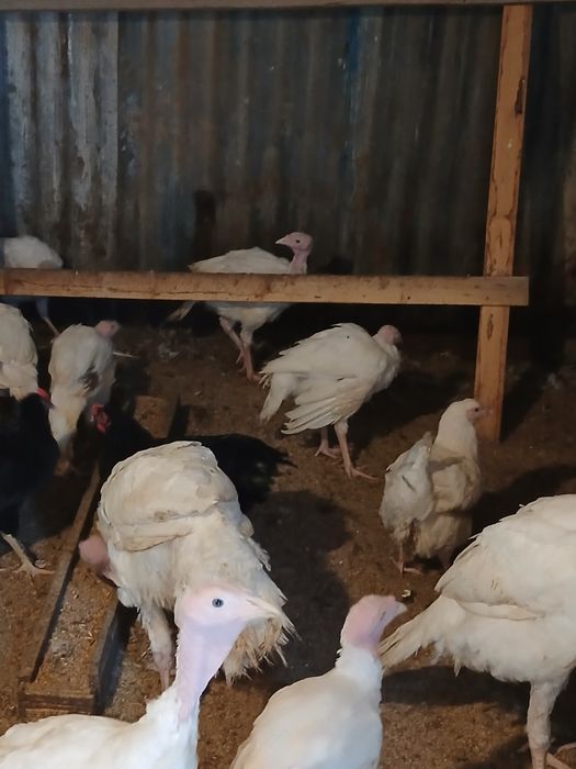 Продам индюшат 2,5месяца биг 6