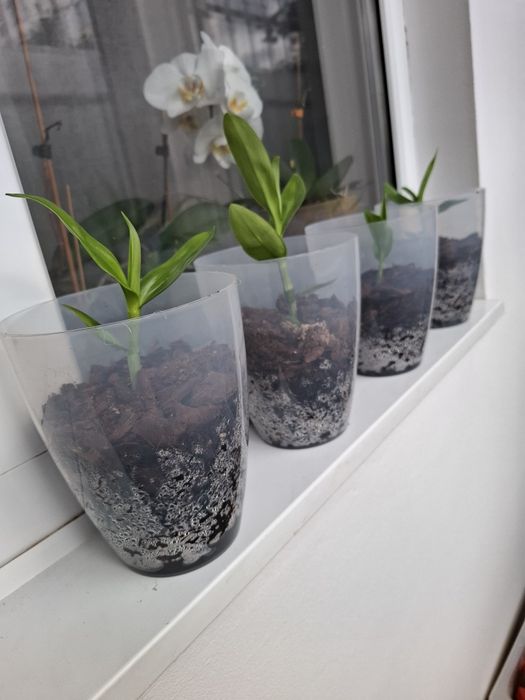 Vind pui de orhidee plantați.