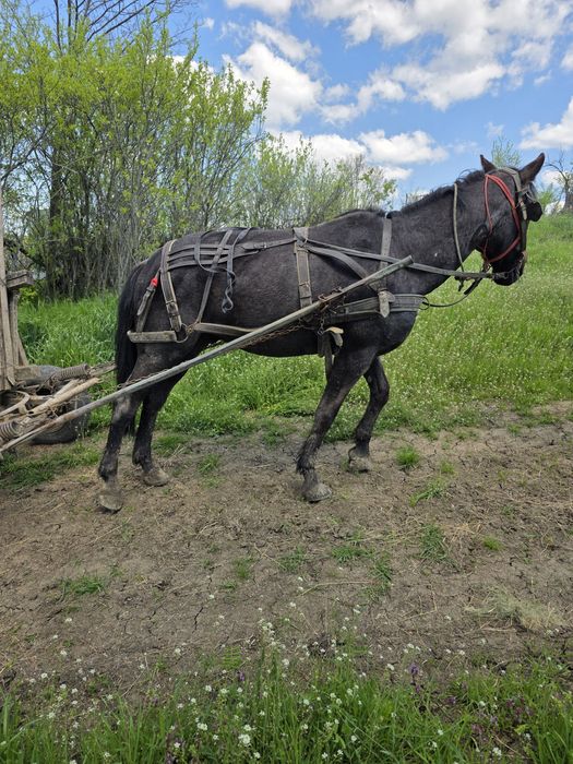 Cal de vanzare     .