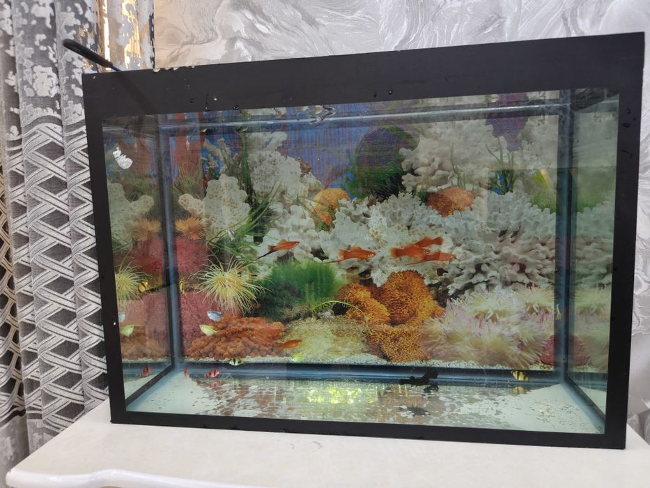 Akvarium baliqlari bilan sotiladi srochniy