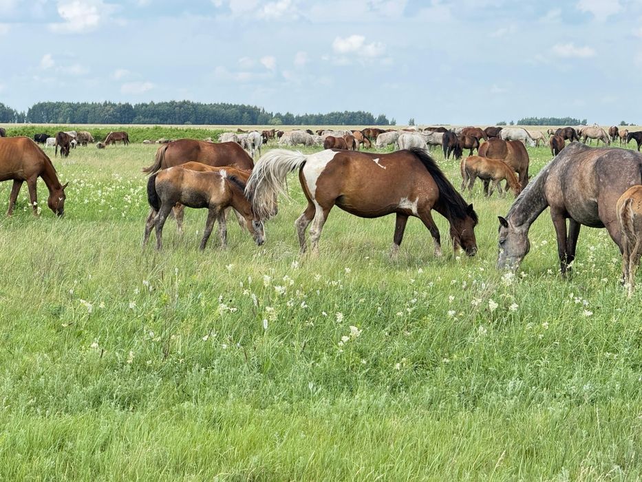 Продам кобылу с жеребенком, и кобыла  ,заряженная хороших кровей