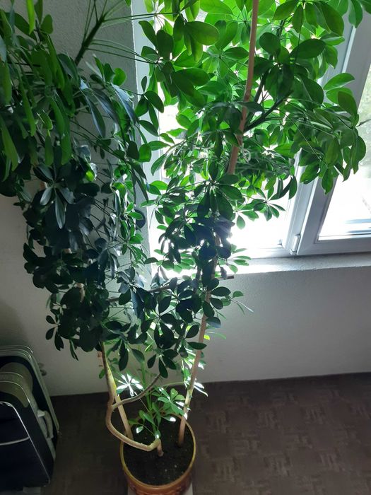 Стайно цвете Шефлера в саксия