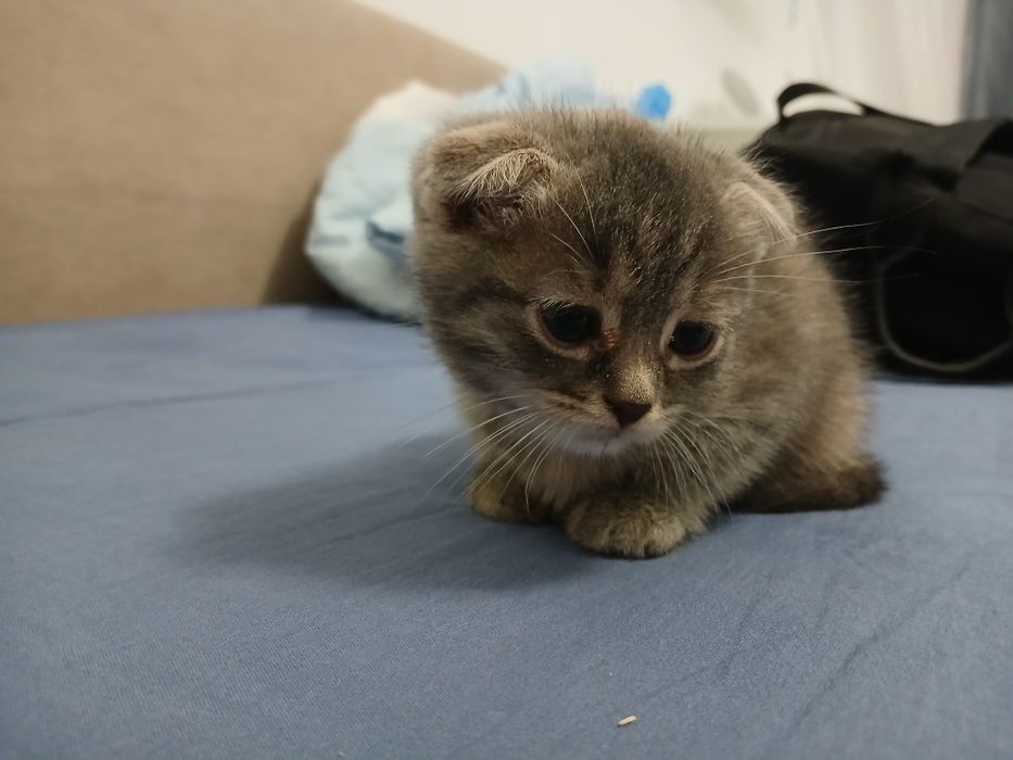 Отдам котёнка в добрые руки, шотланиц веслаухий!!