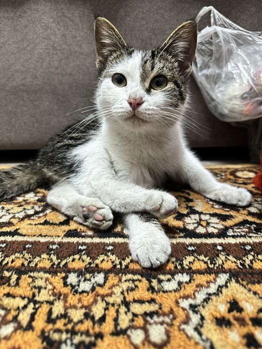 Отдам котенка в хорошие руки