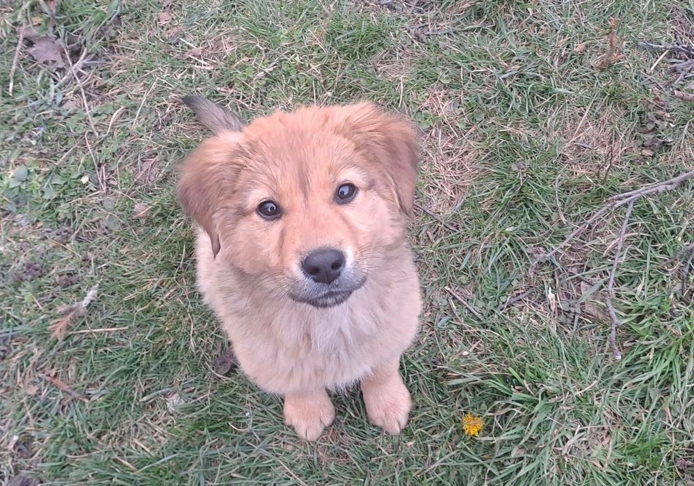 Подарявам кученца