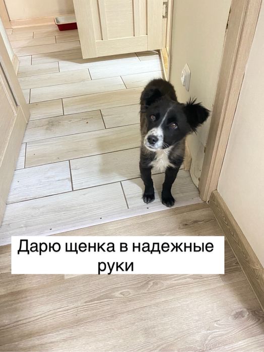 Дарю симпатичного щенка